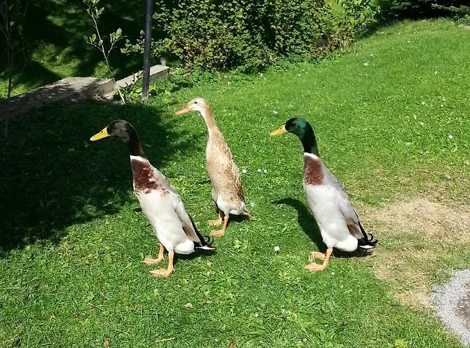 Vakantiehuis Wohnen Im Huehnerhaus *