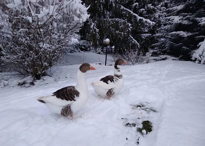 Wohnen Im Huehnerhaus *